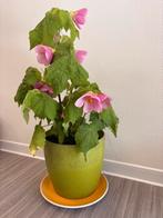 Prachtige Kamerlinde roze, Huis en Inrichting, Kamerplanten, Ophalen, Cactus, Halfschaduw, Minder dan 100 cm