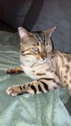 Bengaal (snowwhite), Ophalen of Verzenden