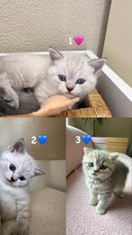 Kittens, Dieren en Toebehoren, Katten en Kittens | Raskatten | Korthaar, Meerdere dieren, 0 tot 2 jaar