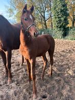 Zeer best KWPN merrie veulen uit top dressuur stam !, Dieren en Toebehoren, Paarden, Merrie, Minder dan 160 cm, Niet van toepassing