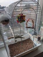 Parkiet met alles inclusief te koop, Dieren en Toebehoren, Vogels | Parkieten en Papegaaien, Mannelijk, Parkiet