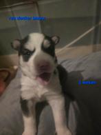 Zeer mooie lieve husky pups geboren, Dieren en Toebehoren, 8 tot 15 weken, Poolhond, Meerdere, Meerdere dieren