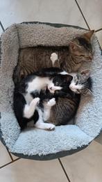 Nog 2 Kittens beschikbaar.  🥰, Dieren en Toebehoren, Katten en Kittens | Overige Katten, Kater