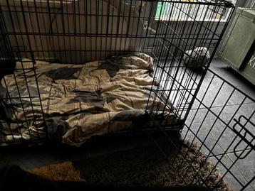 Honden bench voor grote honden beschikbaar voor biedingen