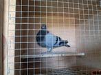 Pieper, Dieren en Toebehoren
