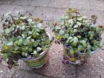 Callisia Repens Schildpadplant €4 p.st kamerplant🪴OPHALEN, Huis en Inrichting, Kamerplanten, Ophalen, Overige soorten, Halfschaduw