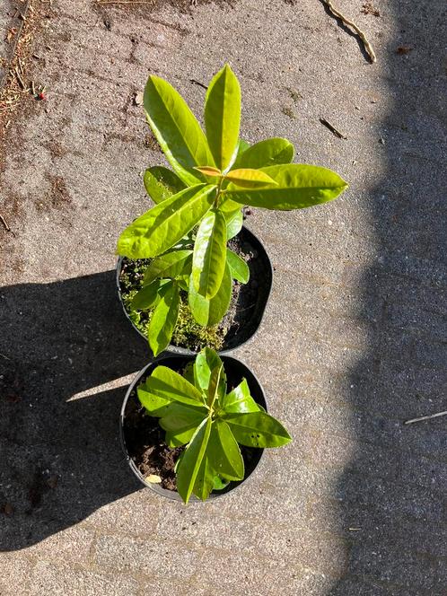 Laurier (kleine struik/ stek), Tuin en Terras, Planten | Struiken en Hagen, Struik, Laurier, Minder dan 100 cm, Ophalen
