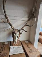 Herten Schedel- met certificaat, Ophalen of Verzenden, Zo goed als nieuw, Beeldje of Figuurtje