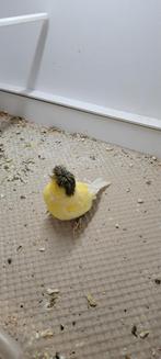 3 gloster mannen, Dieren en Toebehoren, Vogels | Kanaries, Mannelijk