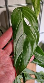 monstera dissecta stek, Huis en Inrichting, Kamerplanten, Ophalen of Verzenden, Halfschaduw, Minder dan 100 cm