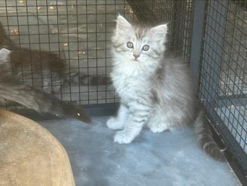 Nog 3 Mooie Maine Coon kittens poesjes beschikbaar  beschikbaar voor biedingen