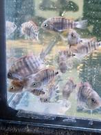 Cryptoheros Saijica ACTIE!!!, Dieren en Toebehoren, Vissen | Aquariumvissen, Vis
