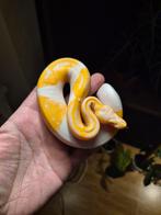 Lavender albino piebald, Dieren en Toebehoren, Reptielen en Amfibieën, Slang, 0 tot 2 jaar