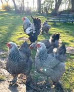 Toom grote brahma zilver patrijs, Dieren en Toebehoren, Pluimvee, Meerdere dieren, Kip