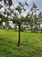 Fruitboom Perenboom Buerré Hardy stamomtrek 48cm HOOGSTAM, Tuin en Terras, Planten | Bomen, Ophalen of Verzenden