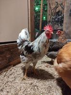 Mooie haan van april (kleurenlegger), Dieren en Toebehoren, Mannelijk, Kip