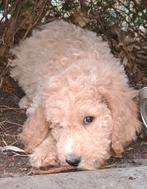 Australian labradoodle pup. Grote medium, CDV (hondenziekte), 8 tot 15 weken, Meerdere, Meerdere dieren