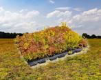 Sedum groendak cassettes met mooie mix van plantjes, Ophalen of Verzenden, Zomer, Overige soorten, Volle zon