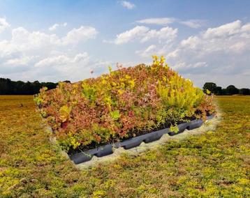 Sedum groendak cassettes met mooie mix van plantjes beschikbaar voor biedingen