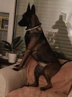 Een mooi Mechelse herder, Parvo, Teef, Eén hond, 3 tot 5 jaar