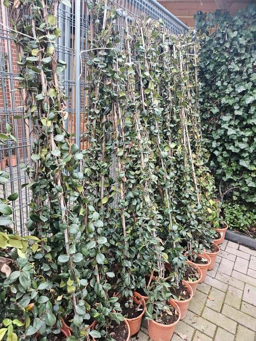 Toscaanse Jasmijn in 2 maten, Tuin en Terras, Planten | Struiken en Hagen, Overige soorten, 100 tot 250 cm, Ophalen of Verzenden