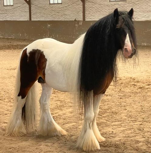 Ter dekking aangeboden tinker hengst, Dieren en Toebehoren, Paarden en Pony's | Dekhengsten en Fokmerries, Hengst