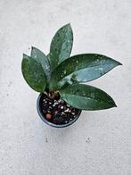 Hoya Carnosa met Groot Blad, Huis en Inrichting, Overige soorten, In pot, Minder dan 100 cm, Groene kamerplant