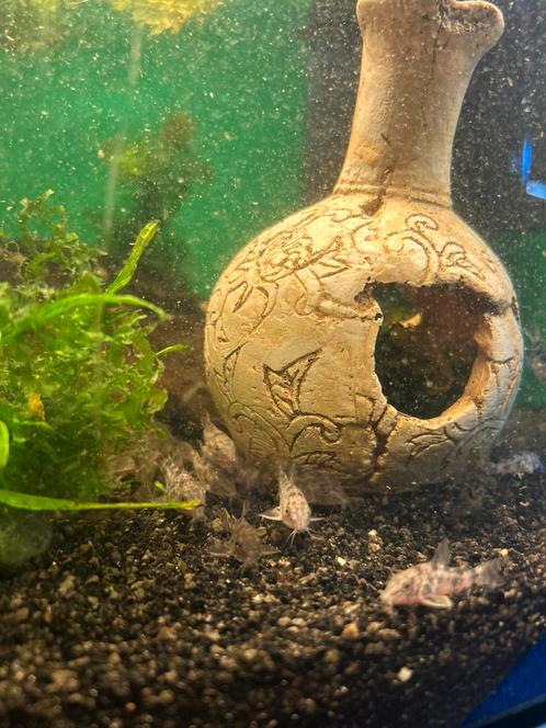 Corydora Paleatus, Dieren en Toebehoren, Vissen | Aquariumvissen, Vis