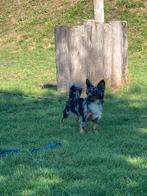 Chihuahua merle te koop, Dieren en Toebehoren, Overige Dieren, Augustus, Vrouwelijk