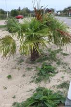 Online Veiling: Palmbomen/planten - 2 stuks, Tuin en Terras, Planten | Bomen