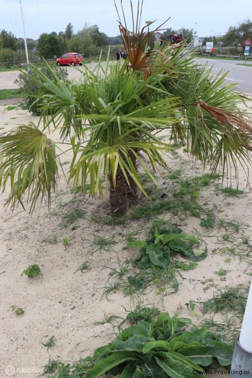 Online Veiling: Palmbomen/planten - 2 stuks, Tuin en Terras, Planten | Bomen
