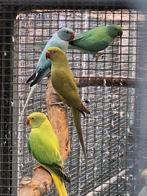 Halsbandparkieten, Dieren en Toebehoren, Vogels | Parkieten en Papegaaien