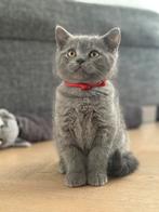 Prachtige britse korthaar kittens, Dieren en Toebehoren, Meerdere dieren, Ontwormd, 0 tot 2 jaar