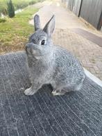 Jong dwergkonijntje, kleurdwerg, Dieren en Toebehoren, Vrouwelijk, Dwerg, 0 tot 2 jaar