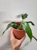 Philodendron Domesticum, Ophalen of Verzenden, Overige soorten, Minder dan 100 cm