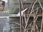 Diamantduif jongen, Dieren en Toebehoren, Vogels | Overige Vogels, Meerdere dieren