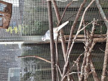 Diamantduif jongen beschikbaar voor biedingen