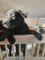 2 laatste teefjes, mogen over 2 weken weg. Kruising!, Dieren en Toebehoren, Honden | Niet-rashonden, 8 tot 15 weken, Groot, Meerdere