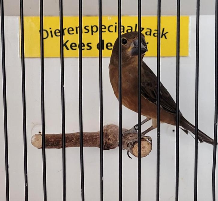 Mooi twatwa jongman, Dieren en Toebehoren, Vogels | Overige Vogels, Mannelijk, Geringd