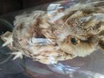 Opgezette uil taxidermie, Verzamelen, Dierenverzamelingen, Verzenden, Zo goed als nieuw, Vogel, Opgezet dier