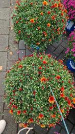 Grote Potchrysanten - Diverse kleuren, Tuin en Terras, Overige soorten, Vaste plant, Ophalen of Verzenden, Halfschaduw