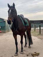 Lieve ruin, Dieren en Toebehoren, Ruin, Recreatiepaard, 3 tot 6 jaar