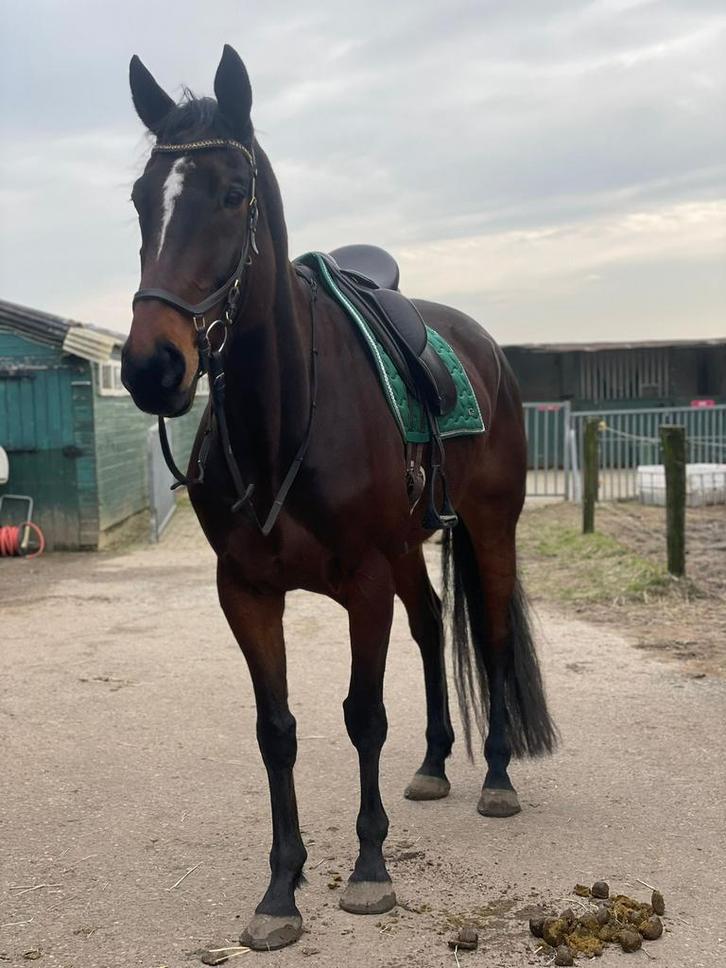 Lieve ruin, Dieren en Toebehoren, Paarden, Ruin, 3 tot 6 jaar, Recreatiepaard