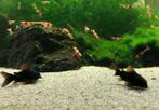 Corydora Venezuela black, Vis, Zoetwatervis, Schoolvis
