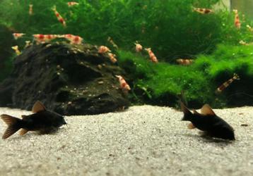 Corydora Venezuela black beschikbaar voor biedingen