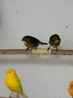 Koppel nachtegalen, Meerdere dieren