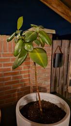 Rubberplant (Ficus Elastica) excl pot 65 cm-kamerplant!, Ophalen, Ficus, Halfschaduw, Minder dan 100 cm