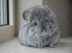 chinchilla standaard RPA bok, Dieren en Toebehoren, Knaagdieren, Mannelijk, Chinchilla, Na 1 juli 2024