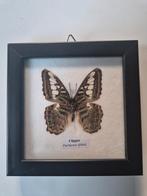 Vlinder in lijst - Taxidermie, Ophalen of Verzenden