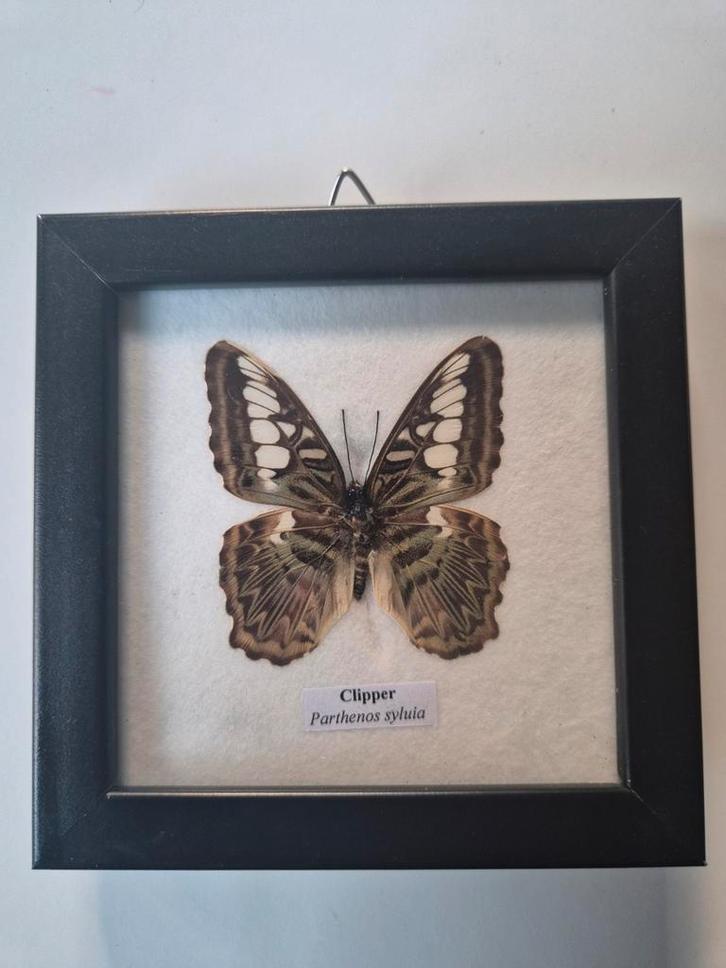 Vlinder in lijst - Taxidermie, Antiek en Kunst, Kunst | Overige Kunst, Ophalen of Verzenden